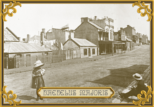 Daedelus Majoris